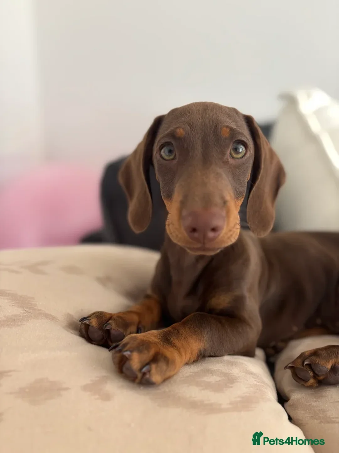 Miniature Dachshund dogs for sale: 1 year old chocolate miniature dachshund  in Musselburgh - Advert 1