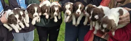 English Springer Spaniel dogs for sale: Springer Spaniels, liver and white, North Wales. - Advert 1