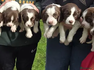 English Springer Spaniel dogs Springer Spaniels, liver and white, North Wales. - Advert 2