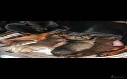 Dachshund dogs for sale: Dachshund  - Image 5