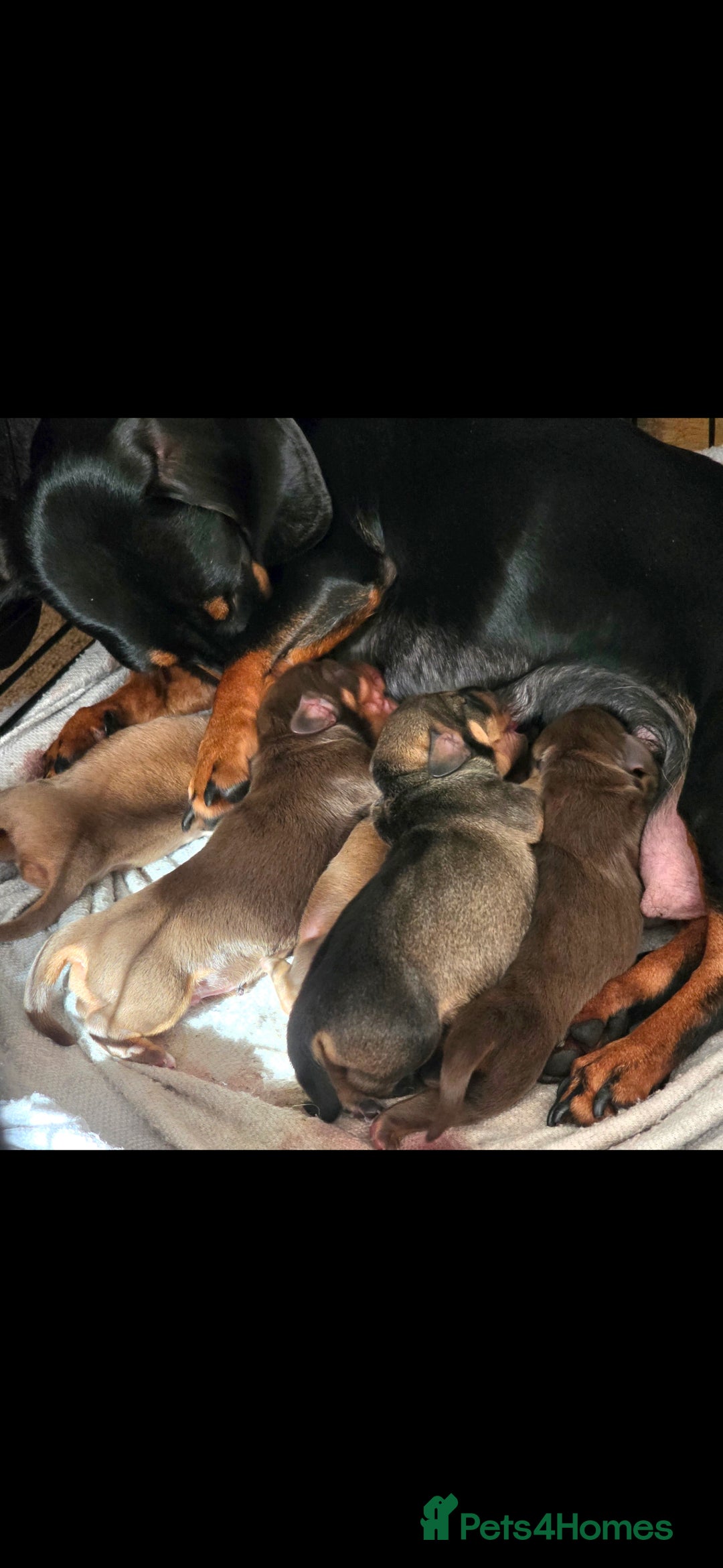 Dachshund dogs for sale: Dachshund  - Image 5