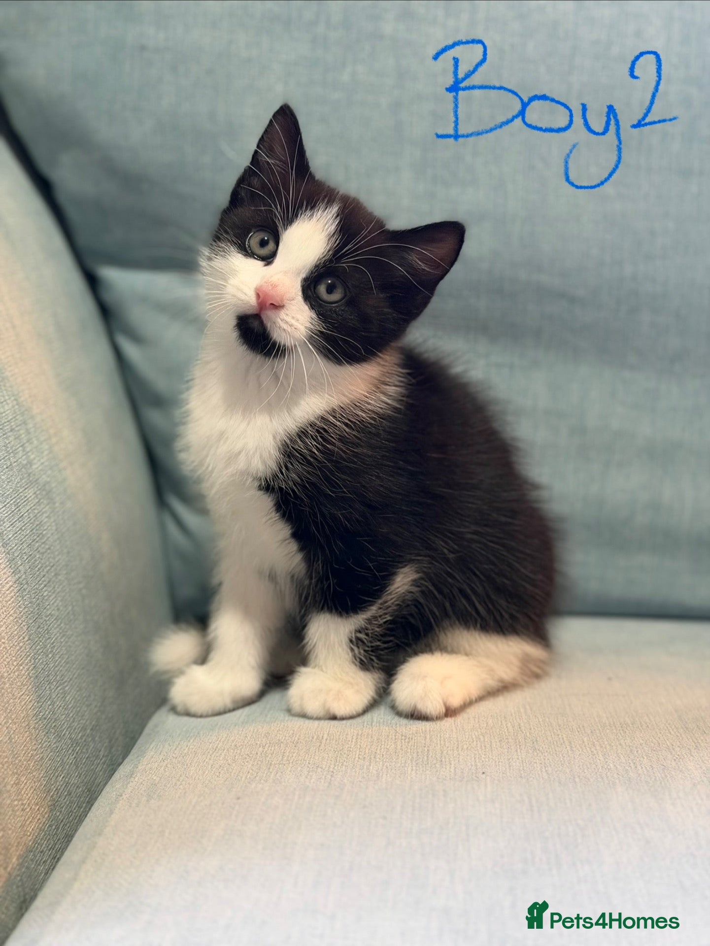 Domestic Shorthair cats Kittens for sale  - Advert 1