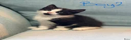 Domestic Shorthair cats for sale: Kittens for sale  in Sunderland - Advert 1