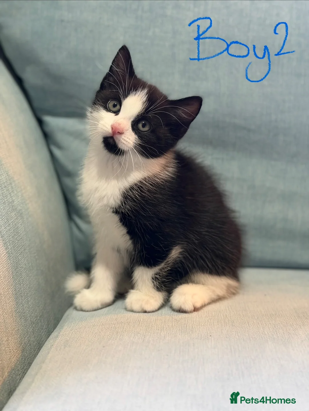 Domestic Shorthair cats for sale: Kittens for sale  in Sunderland - Advert 1
