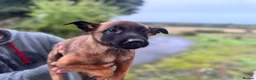 Belgian Shepherd Dog dogs for sale: KNPV Bloodline Malinois Puppies Available - Advert 4