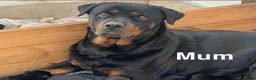 Rottweiler dogs for sale: 5 Males and 1 Female available!  - Advert 8