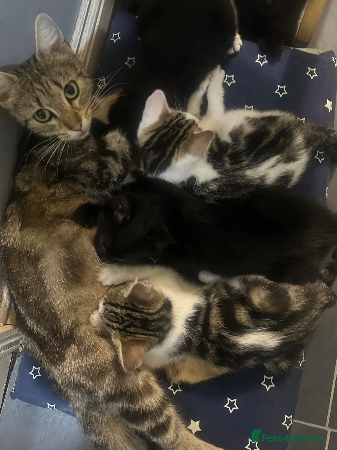 Mixed Breed cats for sale: 3 month old kittens.  in London - Advert 1