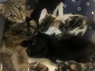 Mixed Breed cats 3 month old kittens. - Advert 1