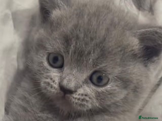 British Shorthair cats Beautiful Lilac & Black British shorthair kittens - Advert 9