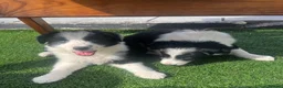 Border Collie dogs for sale: Beautiful border collie puppies  - Advert 5