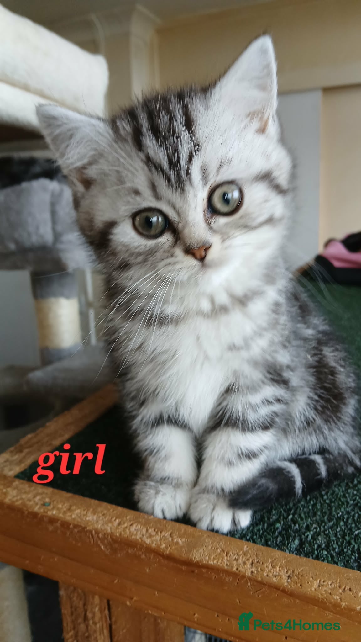British Shorthair cats Bsh. Tabby kittens. - Advert 15