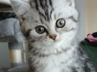 British Shorthair cats Bsh. Tabby kittens. - Advert 15