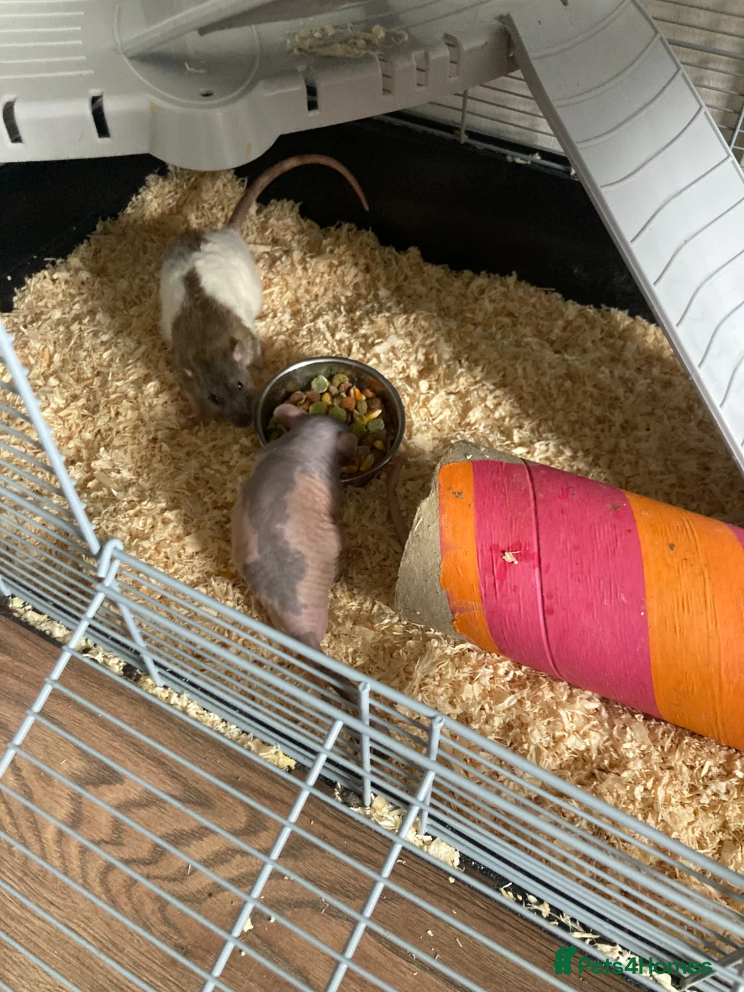 Rat rodents for sale: 3 male rats and setup - Advert 2