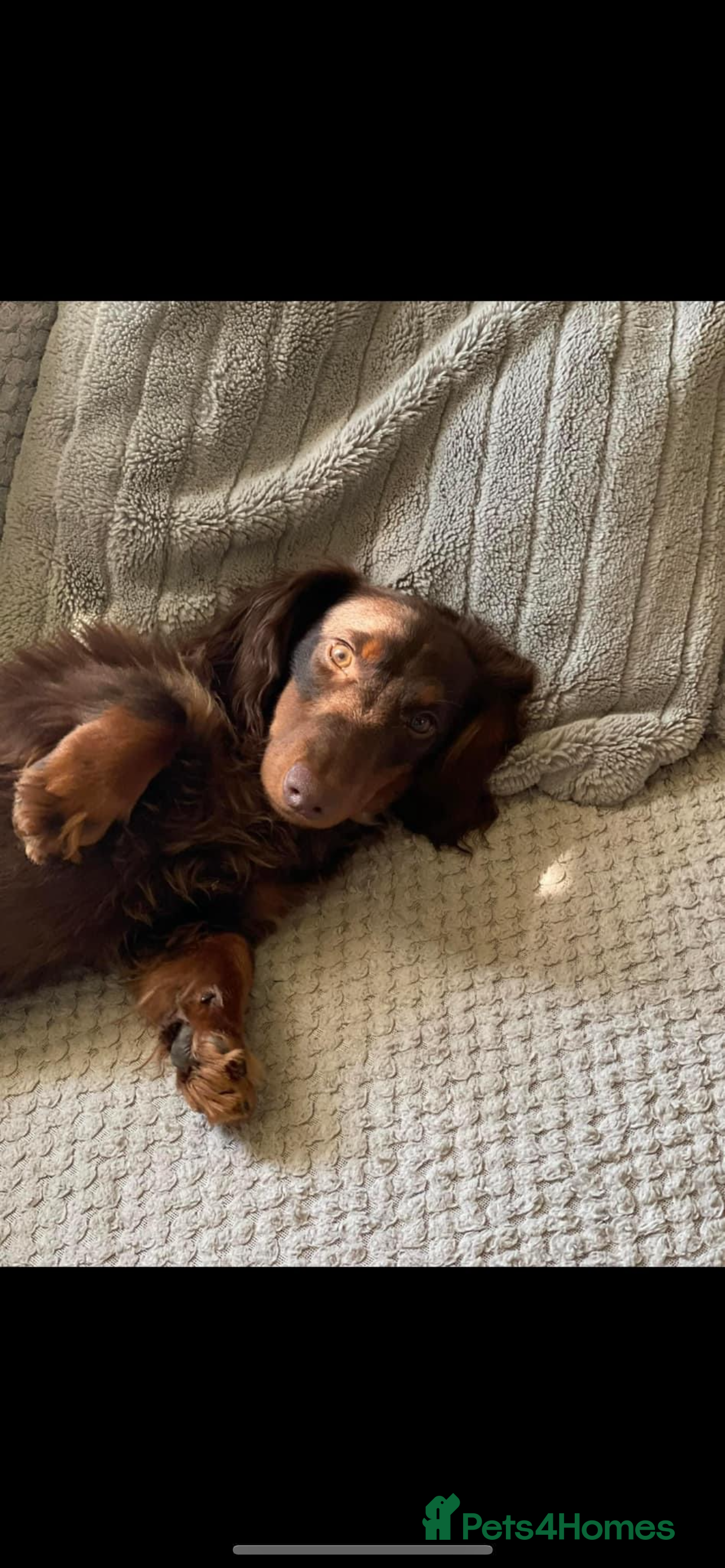 Miniature Dachshund dogs Stunning chocolate and tan carrying blue  in Doncaster - Advert 10