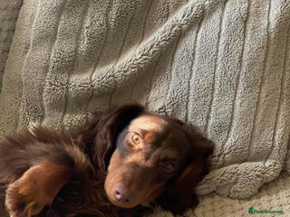 Miniature Dachshund dogs Stunning chocolate and tan carrying blue in Doncaster - Advert 13