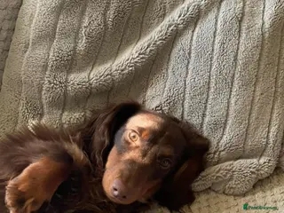 Miniature Dachshund dogs Stunning chocolate and tan carrying blue in Doncaster - Advert 20