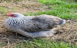 Chickens poultry for sale: Pekin Bantam Pullets POL  - Image 4