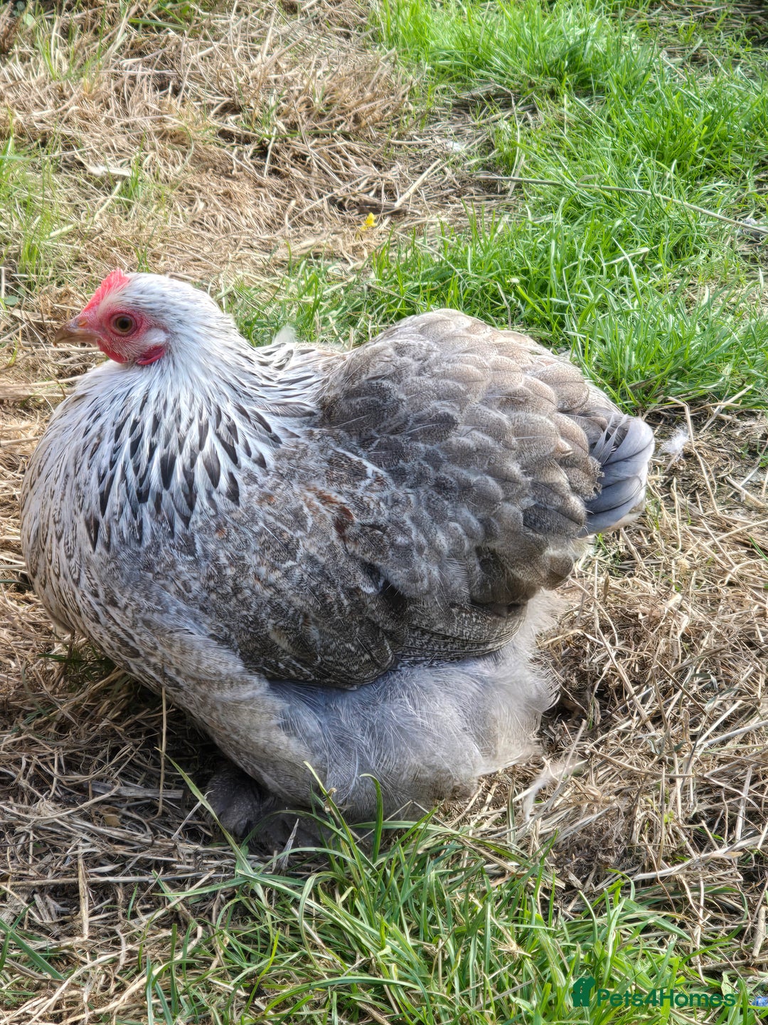 Chickens poultry for sale: Pekin Bantam Pullets POL  - Image 4