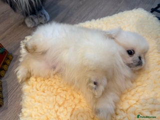Pekingese dogs KC registered last Pekingese’s puppy - reduced - Advert 4