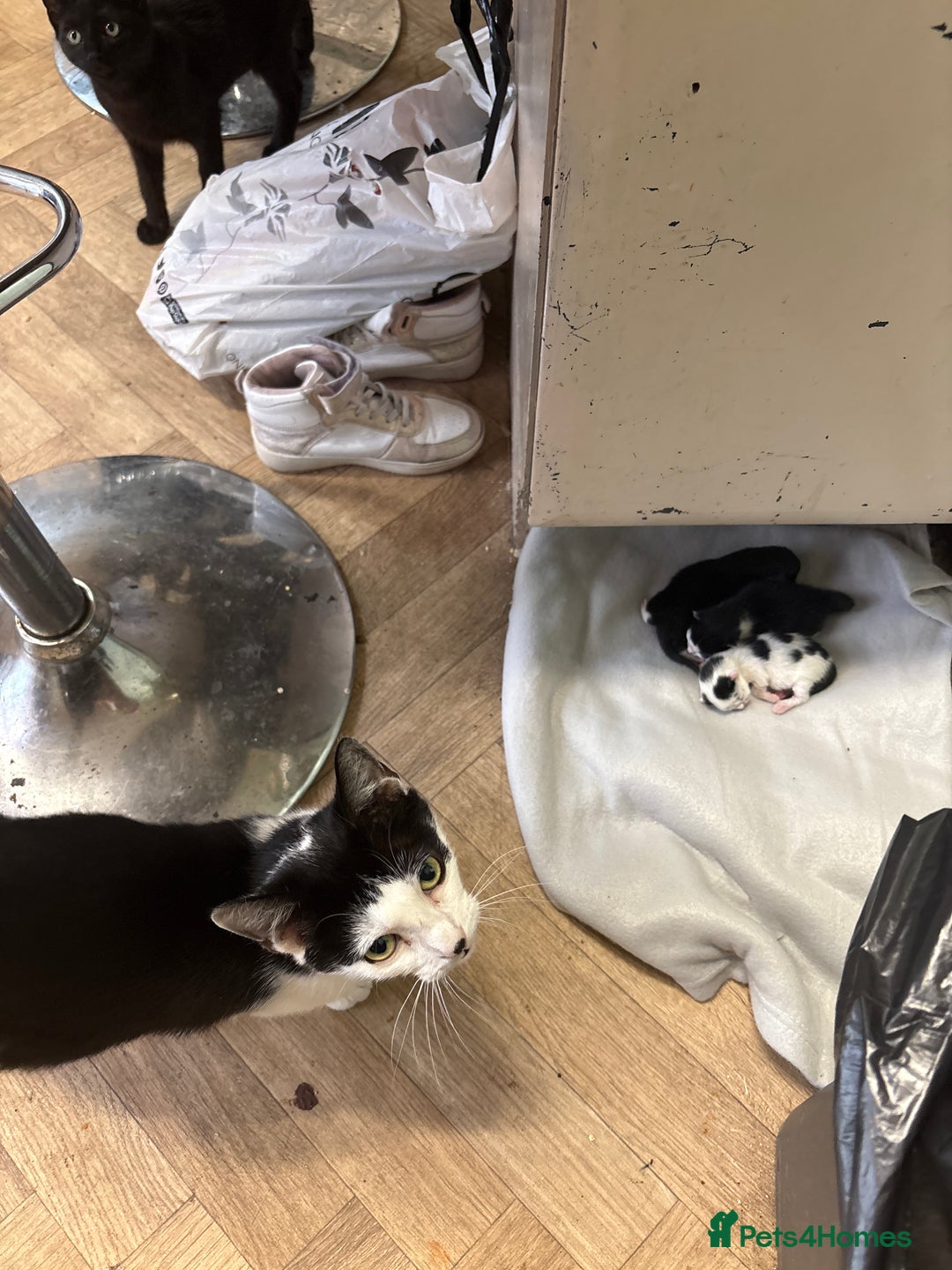 British Shorthair cats for sale: Three kittens ready 15th September  - Image 7