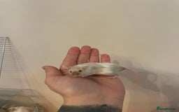 Mouse rodents for sale: Male mouse  - Image 2
