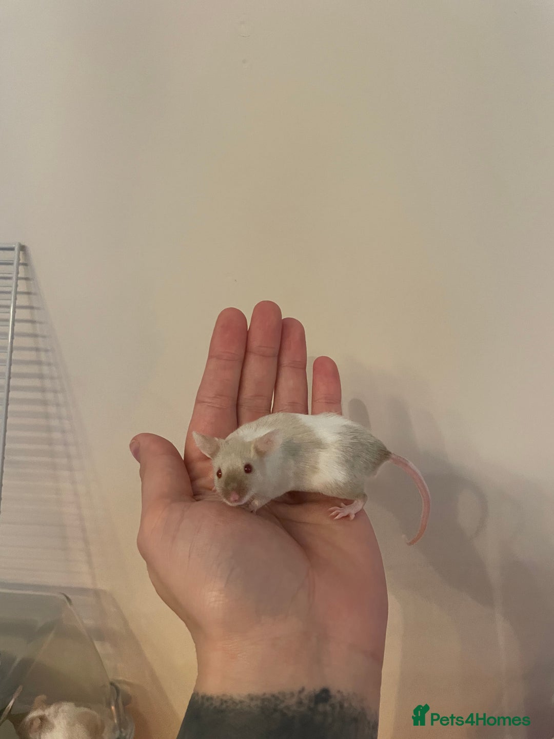 Mouse rodents for sale: Male mouse  - Image 2