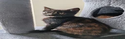 Mixed Breed cats for sale: ❤️❤️❤️ Four adorable kittens ❤️❤️❤️  - Advert 19