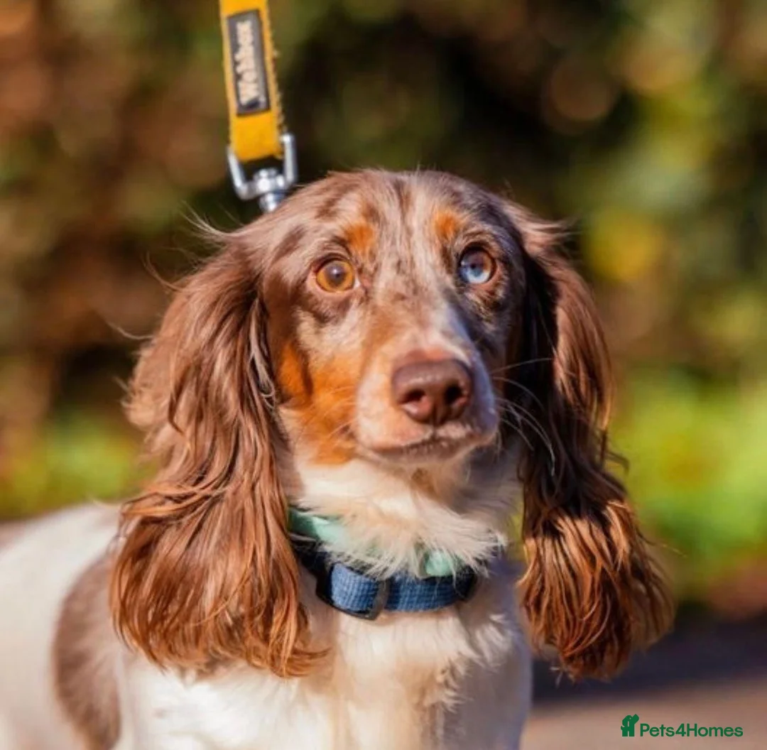 Miniature Dachshund dogs for sale: Miniature Dachshund Pups For Sale ❤️  - Advert 2