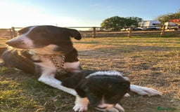 Border Collie dogs for sale: 10 Beautiful Border Collie Puppies - Image 17