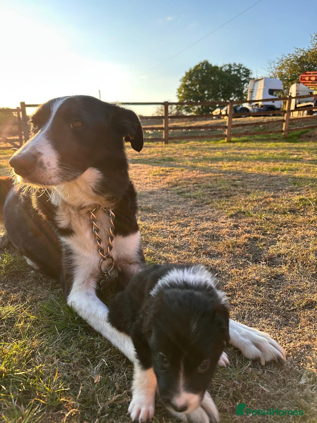 Border Collie dogs for sale: 10 Beautiful Border Collie Puppies - Image 17