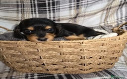 Miniature Dachshund dogs for sale: Longhair miniature Duchshund 🩵1boy 1girl left🩷 - Advert 25