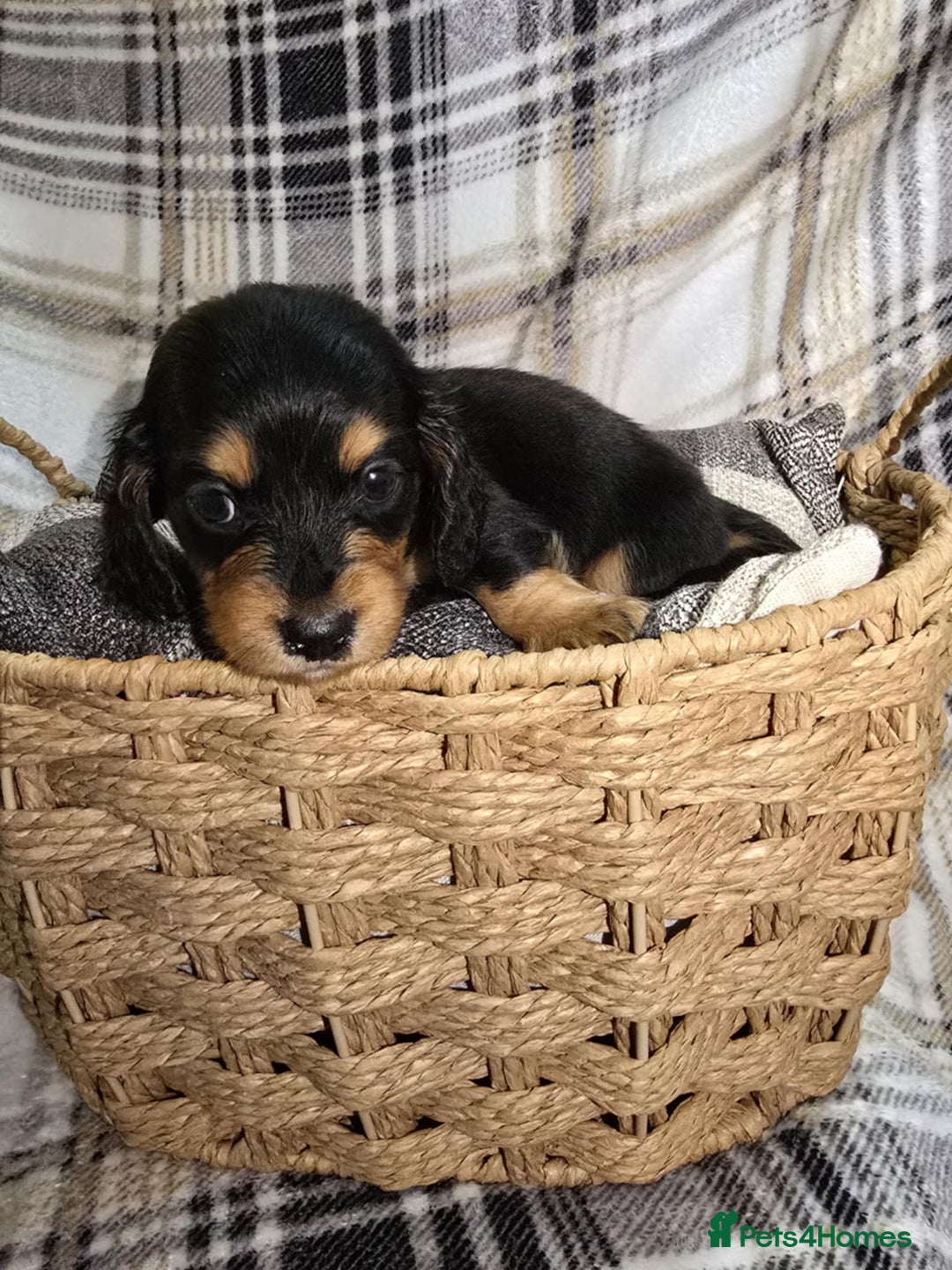Miniature Dachshund dogs for sale: Longhair miniature Duchshund 🩵1boy 1girl left🩷 - Advert 25
