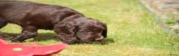 Cocker Spaniel dogs for sale: KC Reg Working Cocker Spaniels  - Advert 16