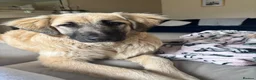 Mixed Breed dogs for sale: Dog for sale in Lee-on-the-Solent - Advert 5