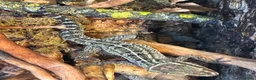 Gecko reptiles for sale: Paroedura stumpffi - Advert 2