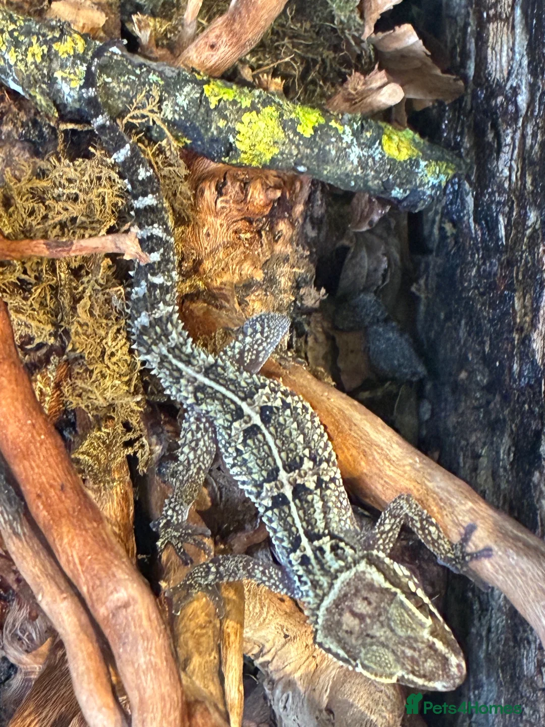 Gecko reptiles for sale: Paroedura stumpffi - Advert 2