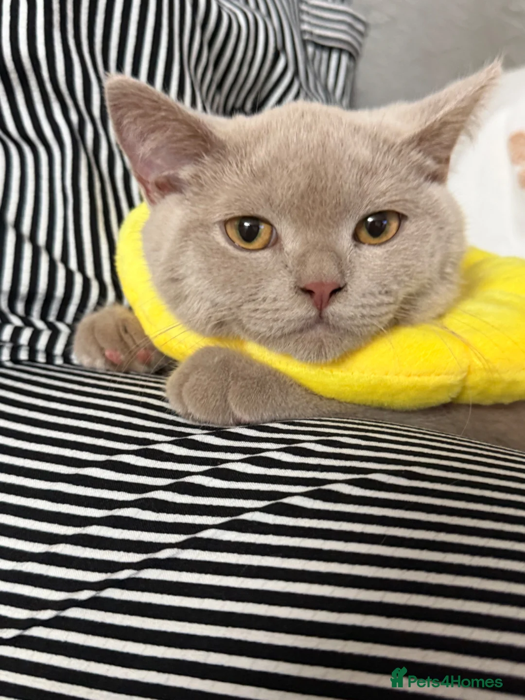 British Shorthair cats for sale: Beautiful loving lilac british short hair boy - Advert 1