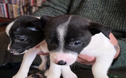 Mixed Breed dogs for sale: Jack Russell x German spitz klein puppies - Advert 2
