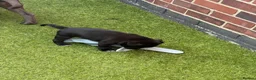Staffordshire Bull Terrier dogs for sale: Staffordshire bull terrier - Advert 15