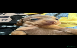 Miniature Dachshund dogs for sale: Beautiful litter of KC reg miniature dachunds  - Image 15