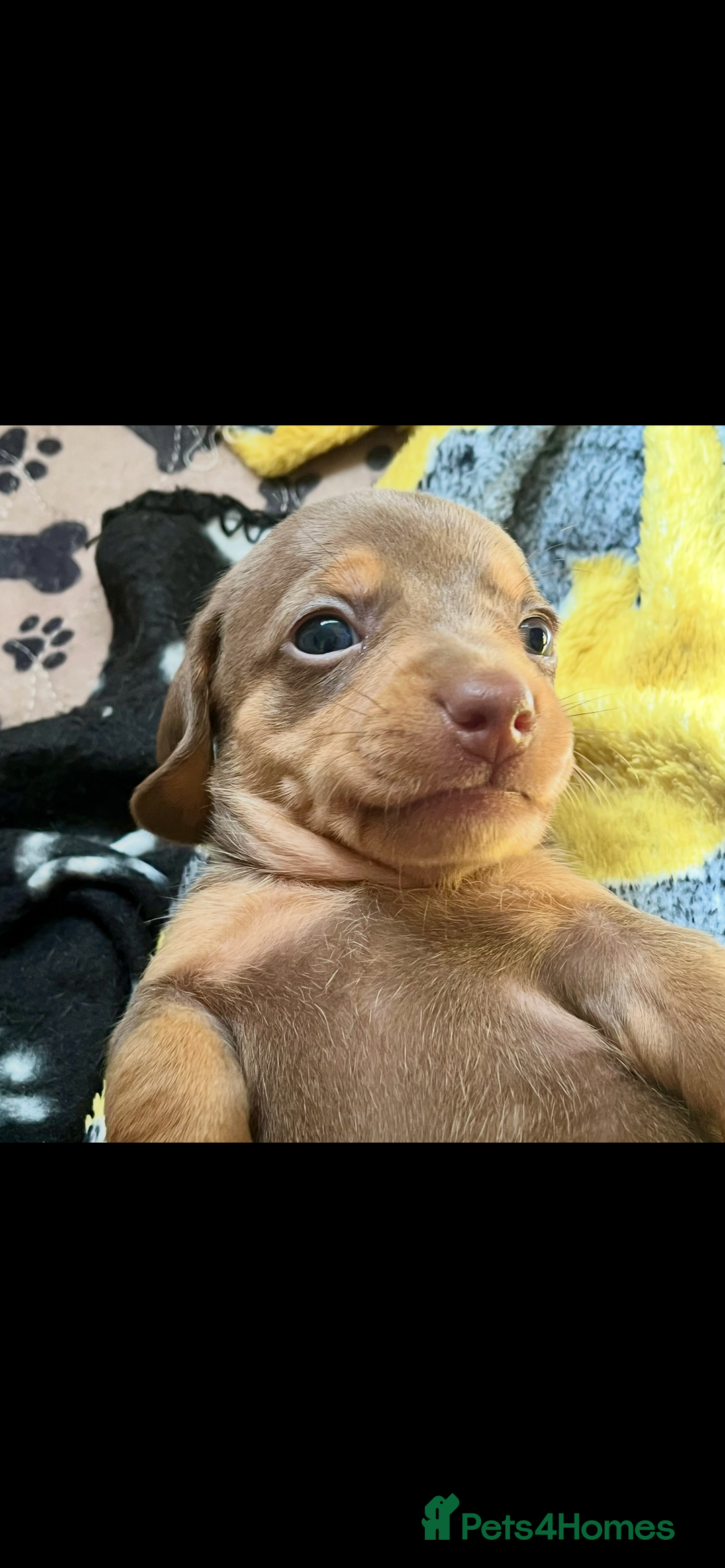 Miniature Dachshund dogs for sale: Beautiful litter of KC reg miniature dachunds  - Image 15