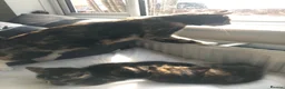 Mixed Breed cats for sale: Two Female Tortoiseshell Kittens For Sale! - Advert 3