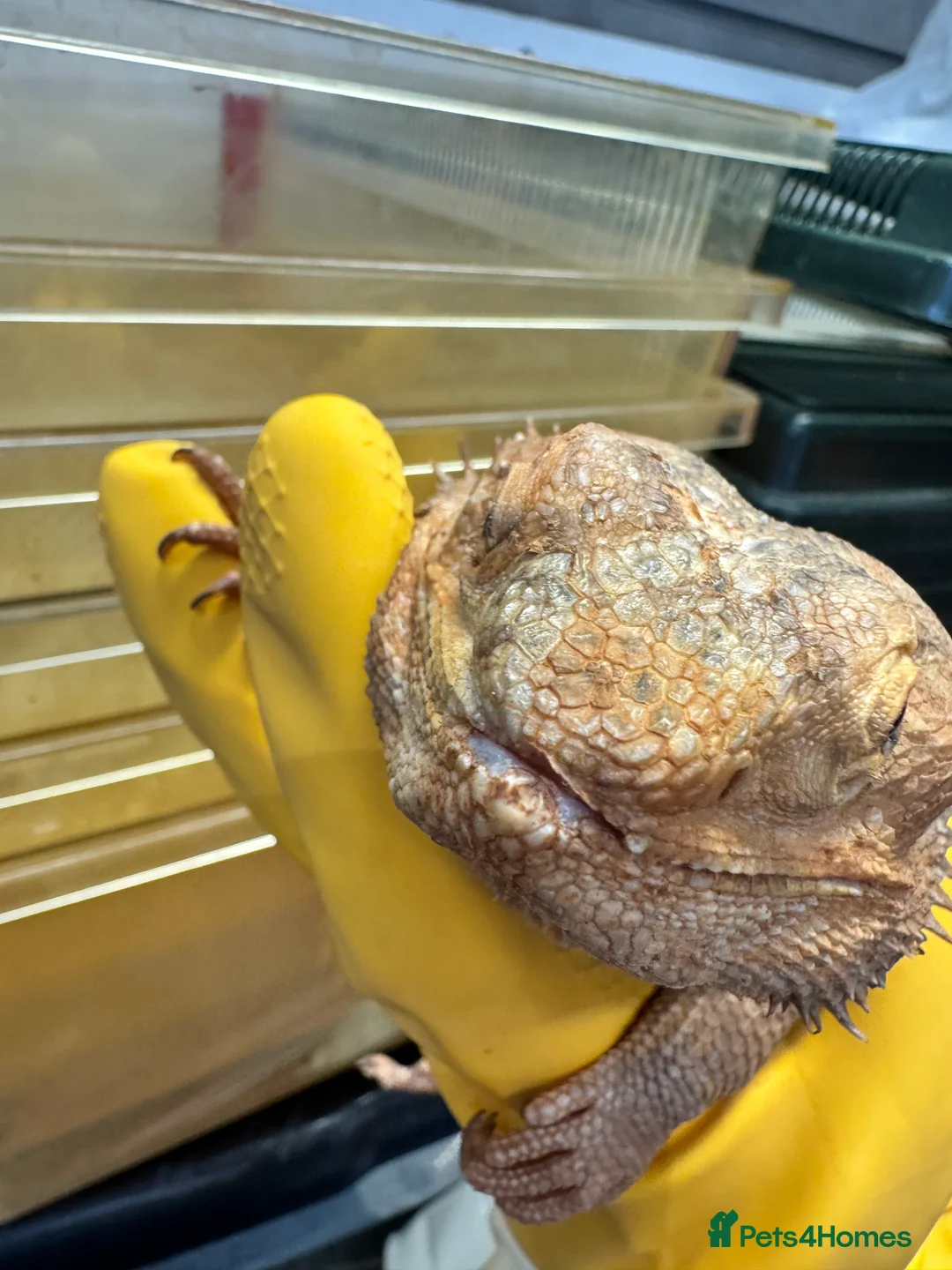 Bearded Dragon reptiles for sale: https://gofund.me/a7b816115 - Advert 4