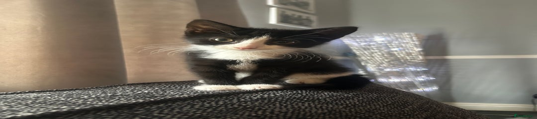 Mixed Breed Kitten 5