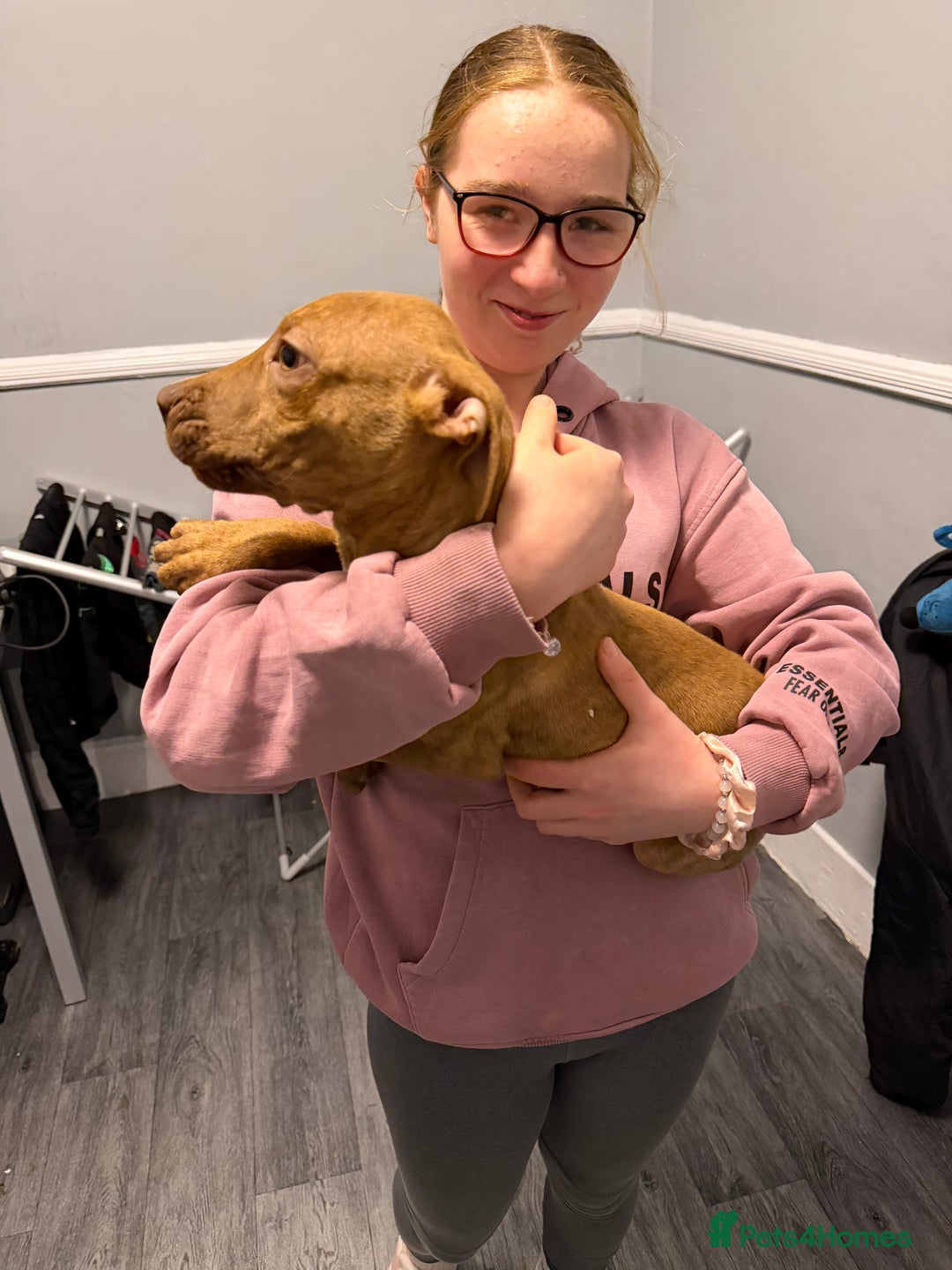 Staffordshire Bull Terrier dogs for sale: Female staff puppy - Advert 10