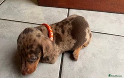 Dachshund dogs for sale: READY TO GO Dachshund Puppies dapple+chocolate - Image 9