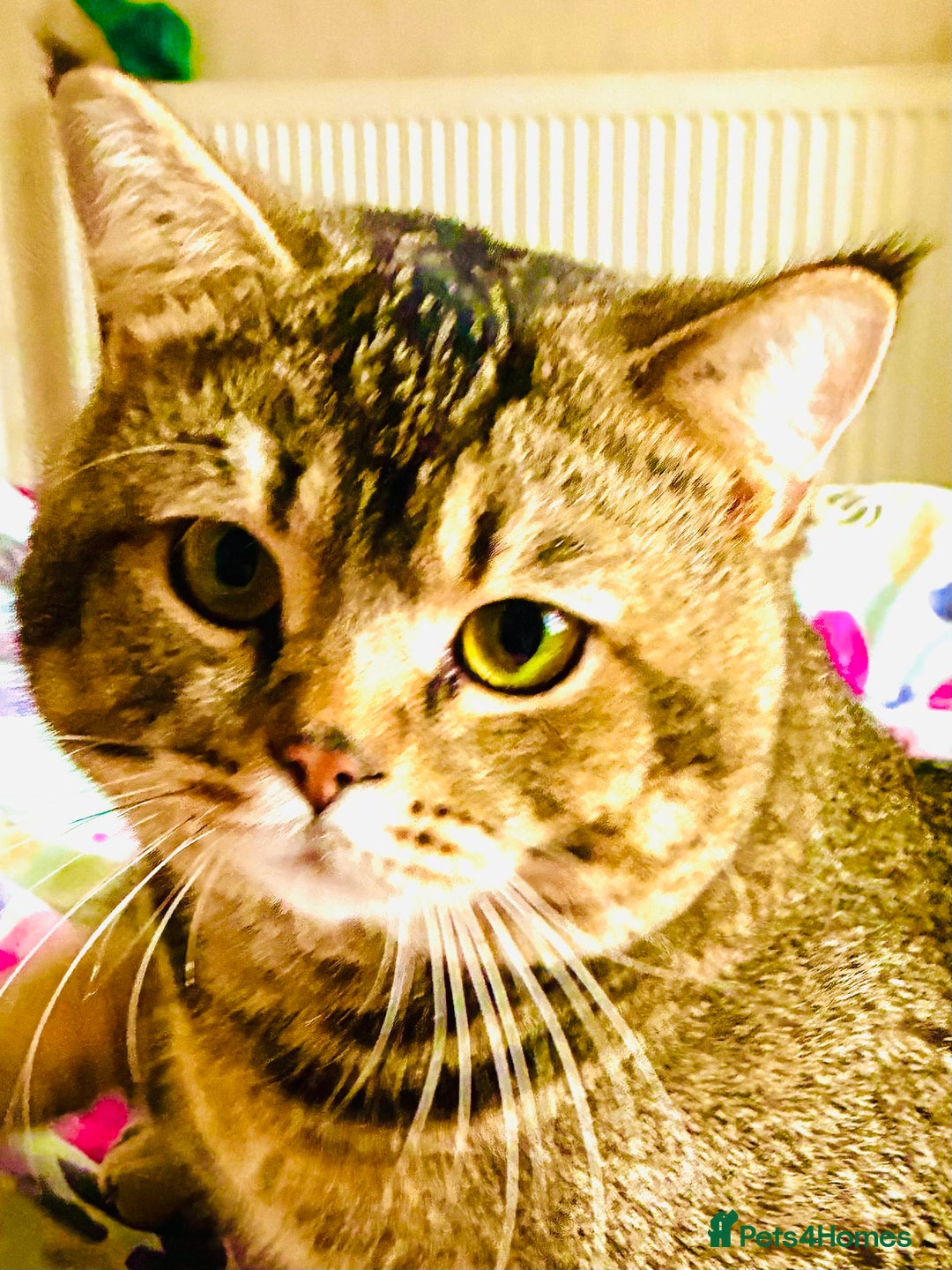 Scottish Fold cats for stud: Scottish Fold Black Gold - Advert 12