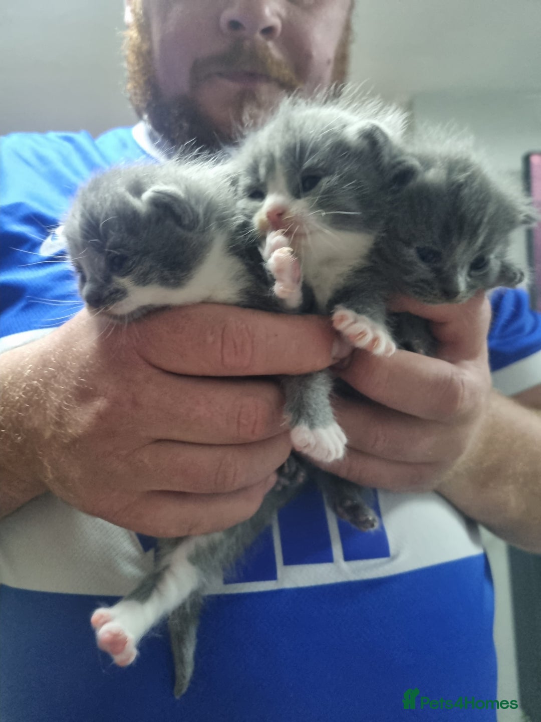 British Shorthair cats for sale: Adorable British Shorthair x Persian Kittens  - Image 16