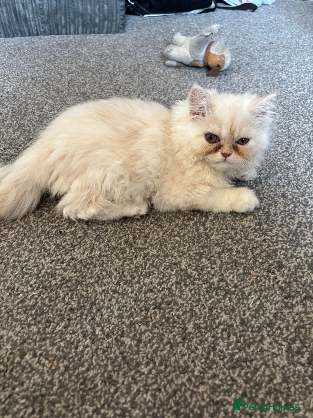 Persian cats for sale: 2 Persian kittens  - Image 4