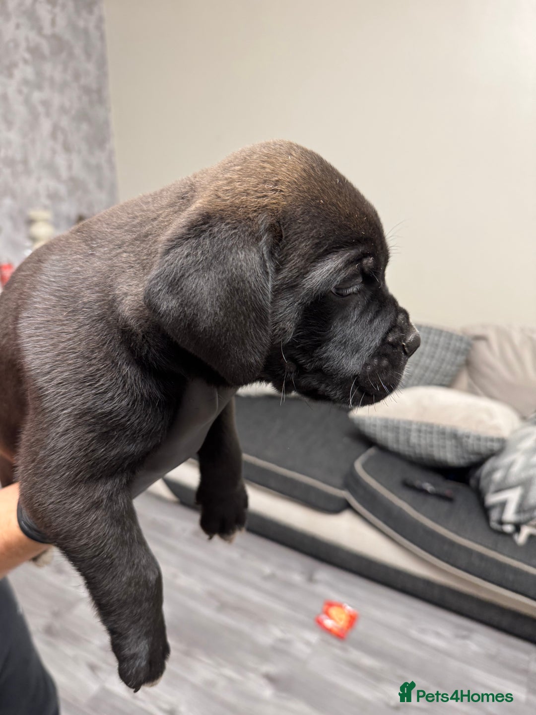 Mixed Breed dogs for sale: 7 beautiful puppies for sale - Image 25